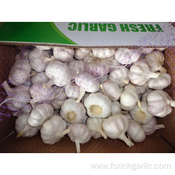 The Garlic Fresh New Crop 2019